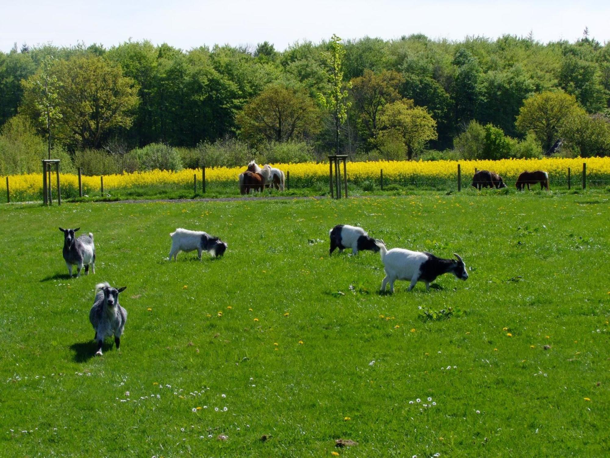 Ferienwohnungen Auf Dem Ferienhof Sell Stoltebull Exterior photo
